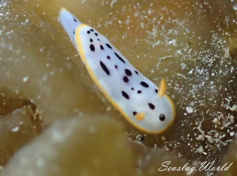 シロウミウシ Chromodoris orientalis