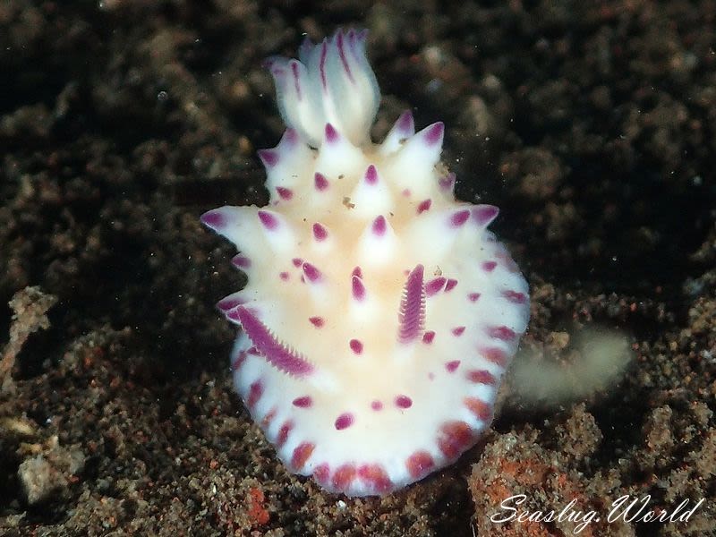 レンゲウミウシ Mexichromis multituberculata