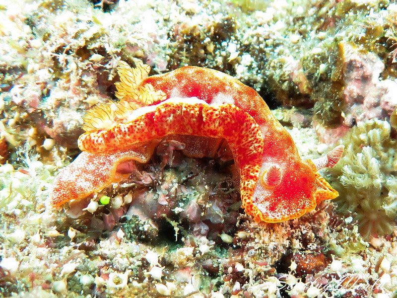 ミカドウミウシ Hexabranchus lacer