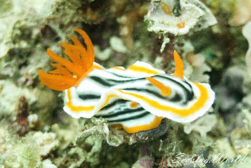 シライトウミウシ Chromodoris magnifica