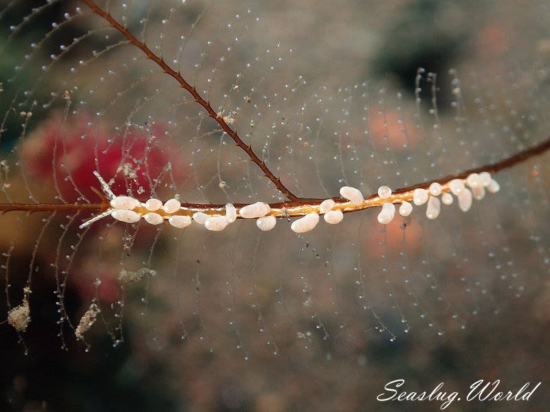 ホリミノウミウシ属の一種 3 Eubranchus sp. 3