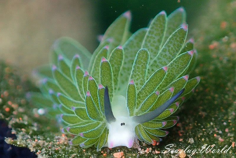 ホホベニモウミウシ Costasiella sp. 3