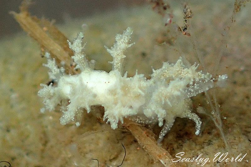 ホリミノウミウシ属の一種 18 Eubranchus sp.18