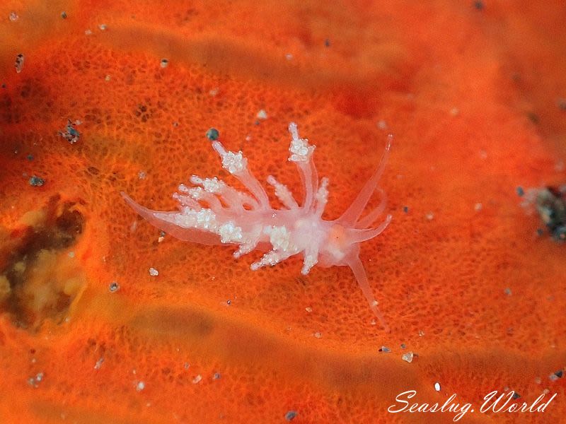 ホリミノウミウシ属の一種 15 Eubranchus sp.15