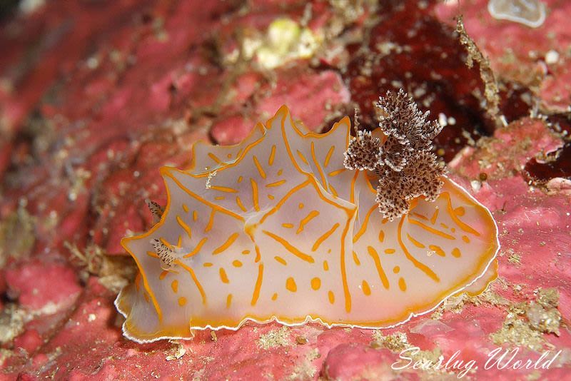 キスジカンテンウミウシ Halgerda diaphana