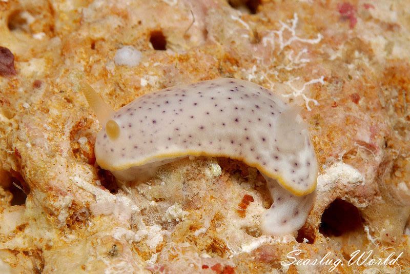 モンコウミウシ Chromodoris aspersa