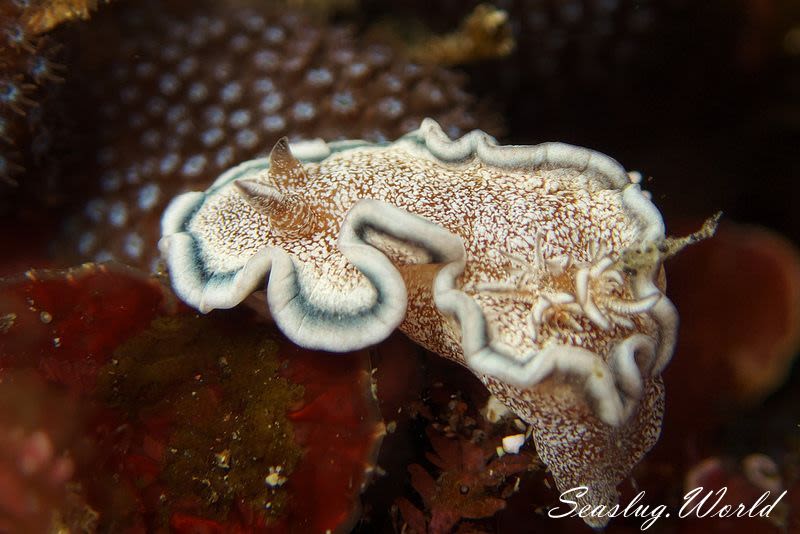 タヌキイロウミウシ Glossodoris hikuerensis