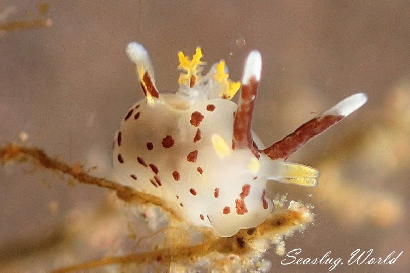 カリヤウミウシ Ancula kariyana