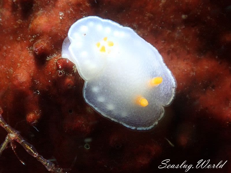 シラウメウミウシ Goniobranchus nona