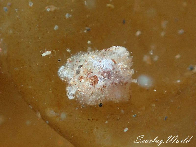 ネコジタウミウシ属の一種 3 Pelagella sp. 3