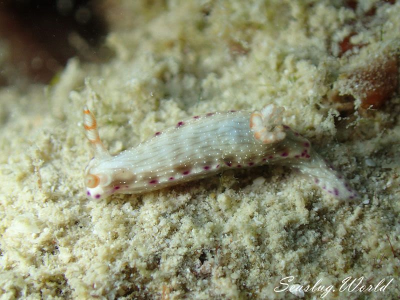 コナユキイロウミウシ Hypselodoris skyleri