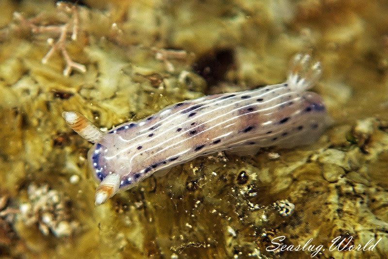 アジサイイロウミウシ Hypselodoris bertschi