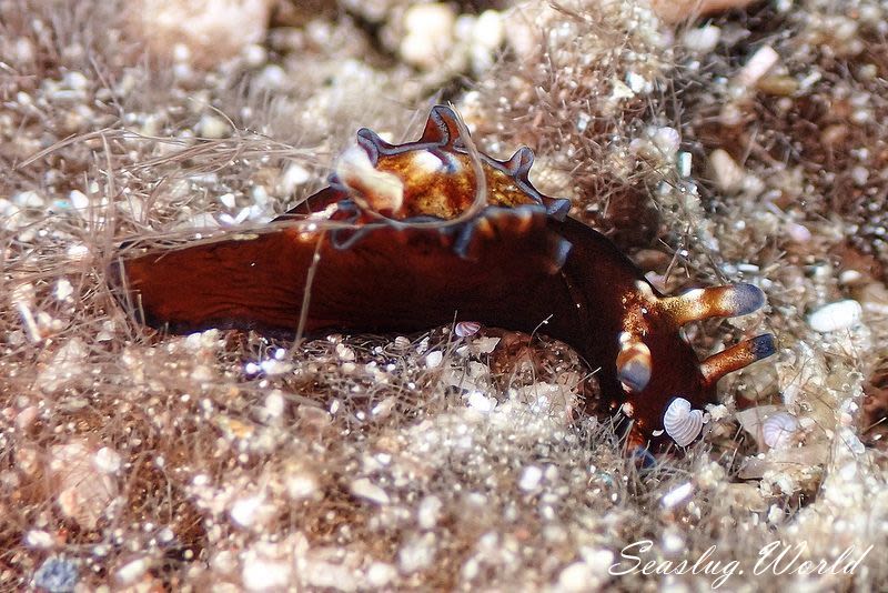 アプリシア・ニグロチンクタ Aplysia nigrocincta