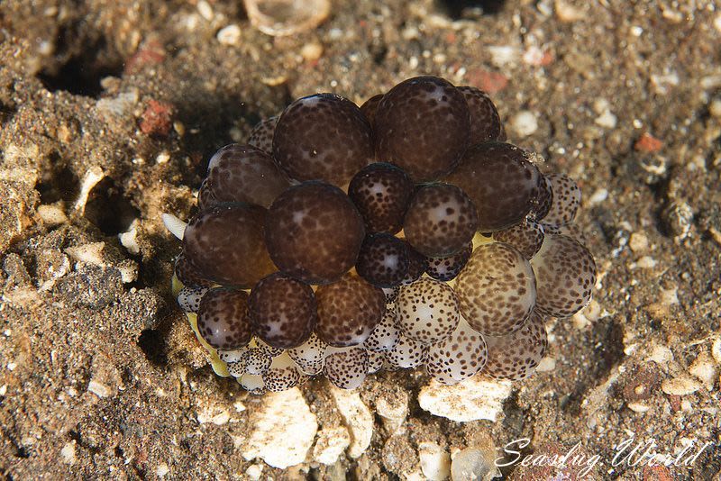 ケラトフィリディア・アフリカーナ Ceratophyllidia africana