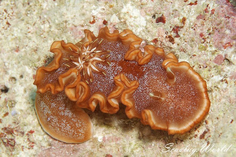 キャラメルウミウシ Glossodoris rufomarginata