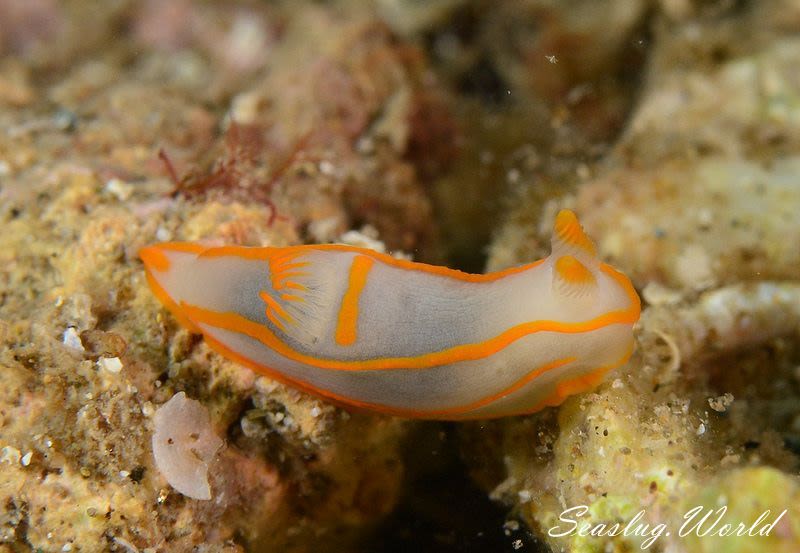 キンセンウミウシ Gymnodoris amakusana