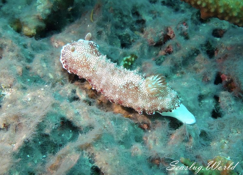 チリメンウミウシ Goniobranchus reticulatus