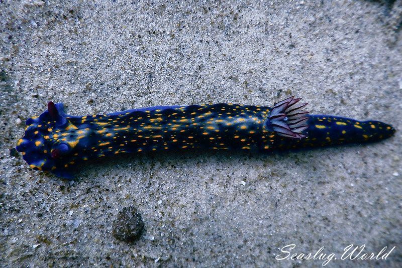 ヒュプセロドーリス・オプスクラ Hypselodoris obscura