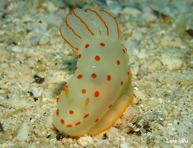 オオエラキヌハダウミウシ Gymnodoris ceylonica