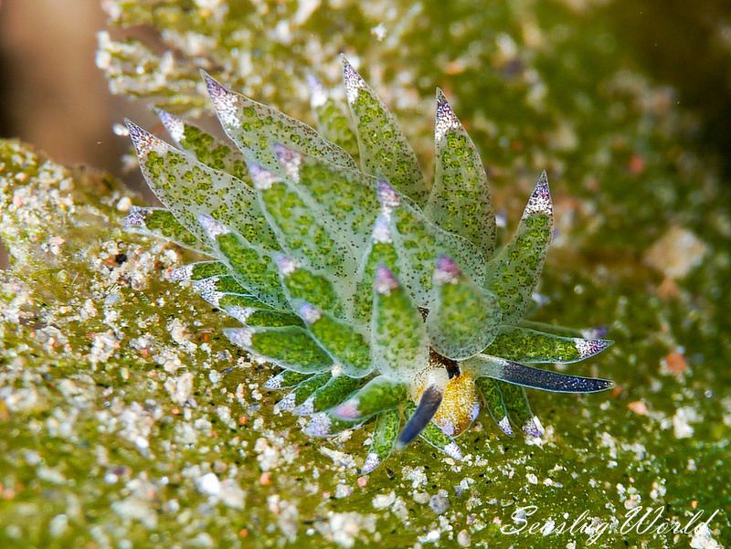 クサイロモウミウシ Costasiella paweli