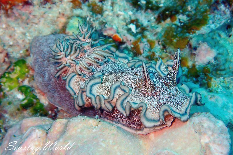 タヌキイロウミウシ Glossodoris hikuerensis