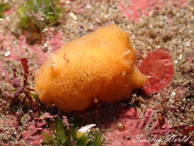 ハケジタウミウシ属の一種 1 Geitodoris sp. 1