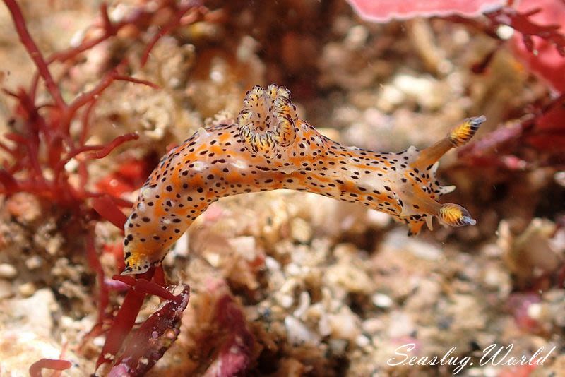 フジタウミウシ Polycera fujitai