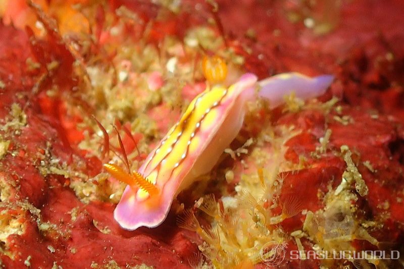 セリスイロウミウシ Hypselodoris cerisae