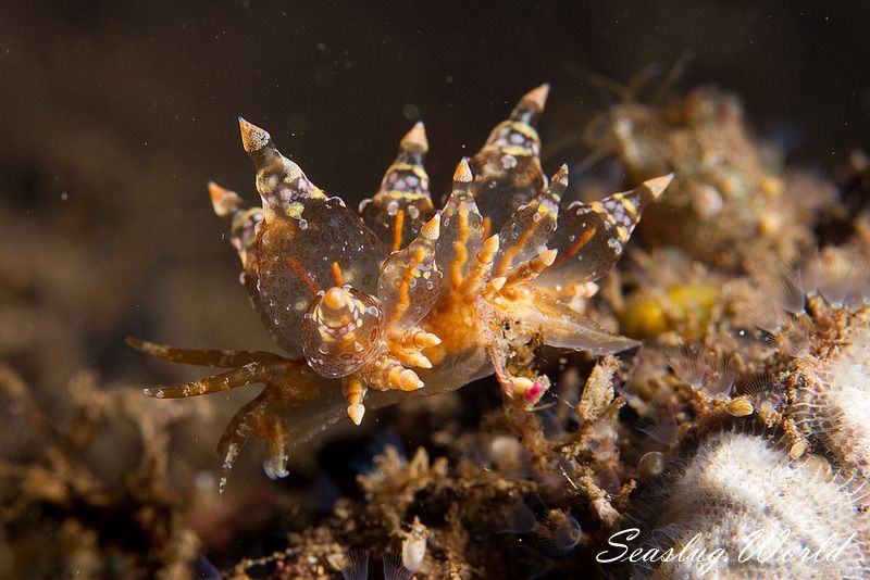 ホリミノウミウシ属の一種 2 Eubranchus sp. 2