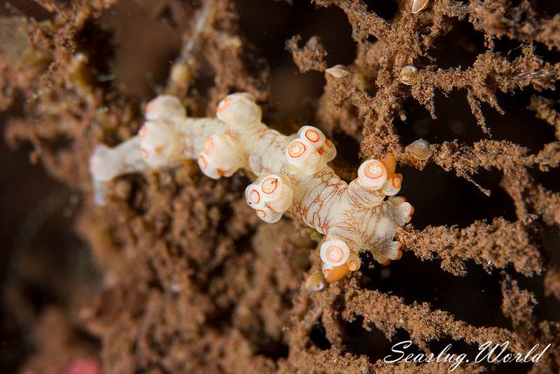 ユビウミウシ Bornella stellifer