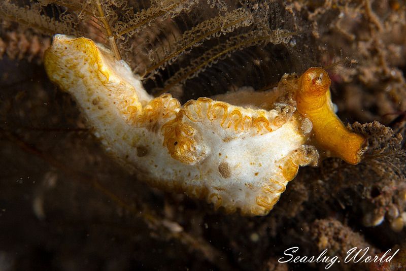 ナガムシウミウシ属の仲間 Lomanotus spp.