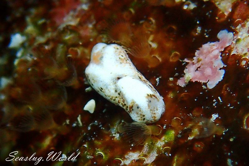 コクテンチョウチョウミドリガイ Phanerophthalmus perpallidus