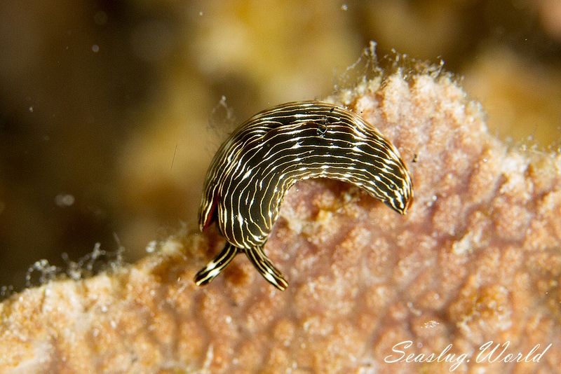 タスジミドリガイ Thuridilla gracilis