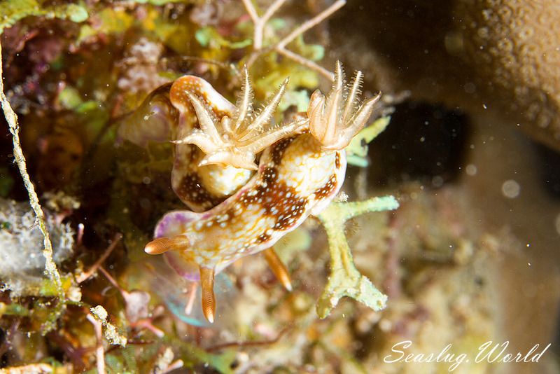 ヒュプセロドーリス・リードイ Hypselodoris reidi