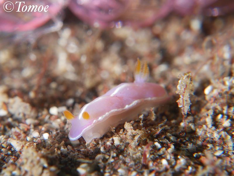 シモダイロウミウシ Hypselodoris shimodaensis