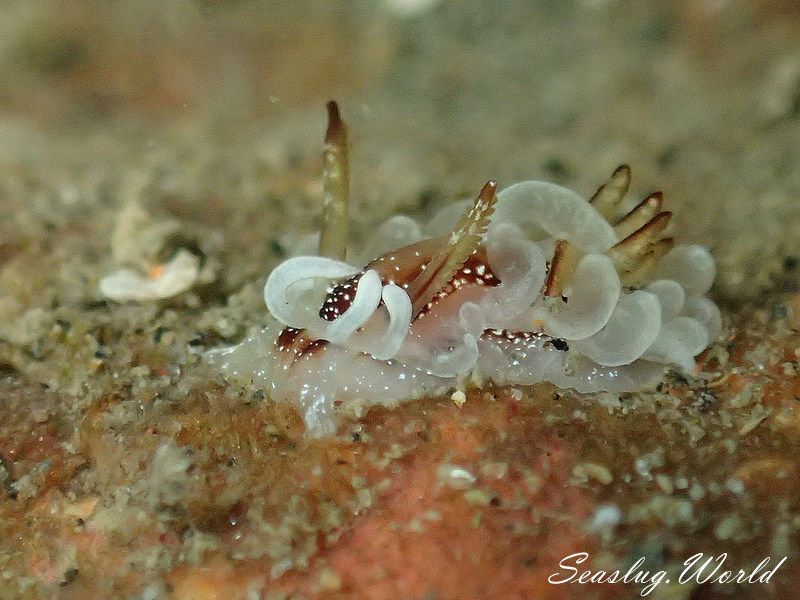 イバラウミウシ Ceratodoris barnardi