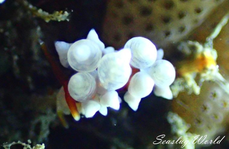 イナバミノウミウシ Eubranchus inabai