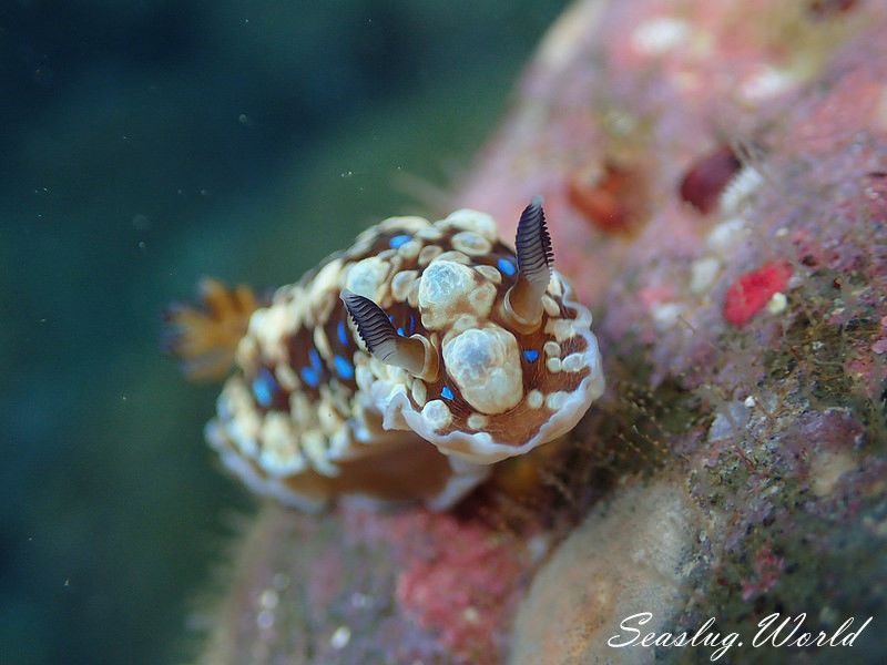 ミヤコウミウシ Dendrodoris krusensternii