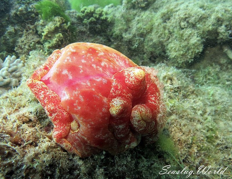 ミカドウミウシ Hexabranchus lacer