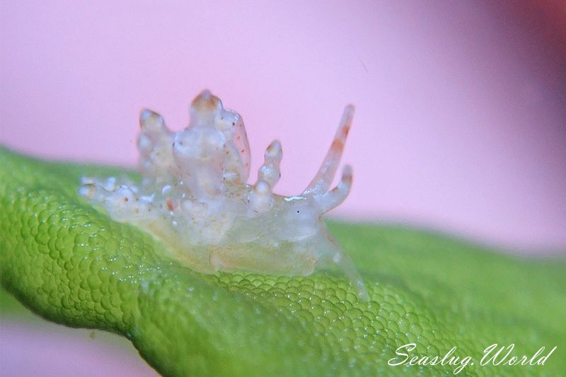 ホシアカリミノウミウシ Eubranchus sp. 5