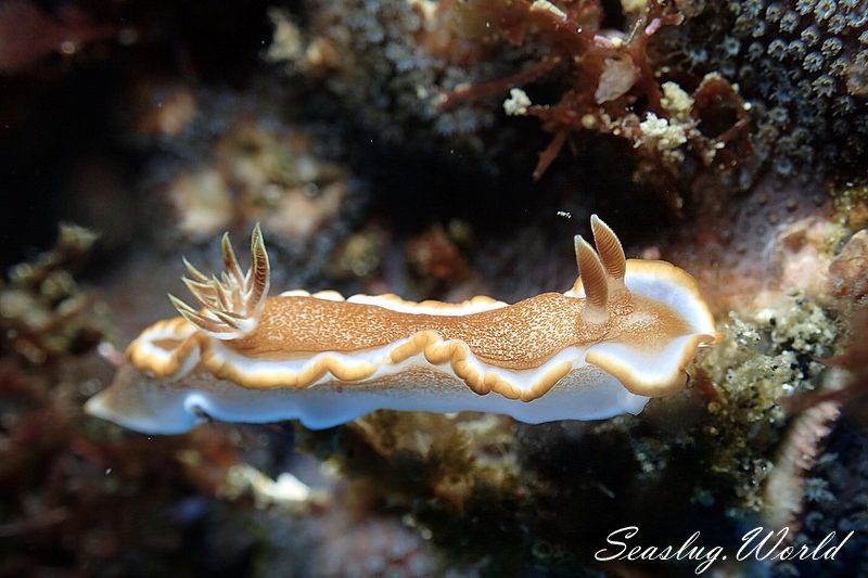 キャラメルウミウシ Glossodoris rufomarginata