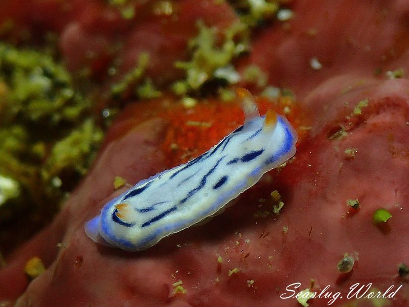 リュウモンイロウミウシ Hypselodoris maritima