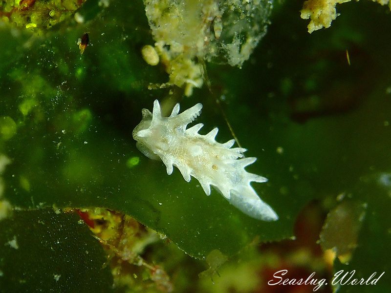 シロイバラウミウシ Bermudella japonica