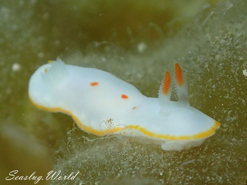 シラユキウミウシ Verconia nivalis