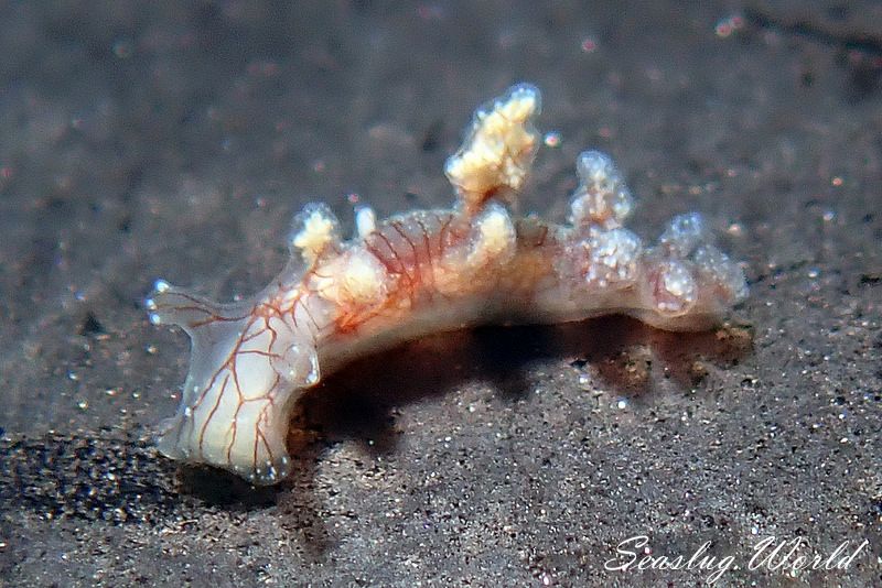 カベイロ・ルブロレティクラータ Kabeiro rubroreticulata