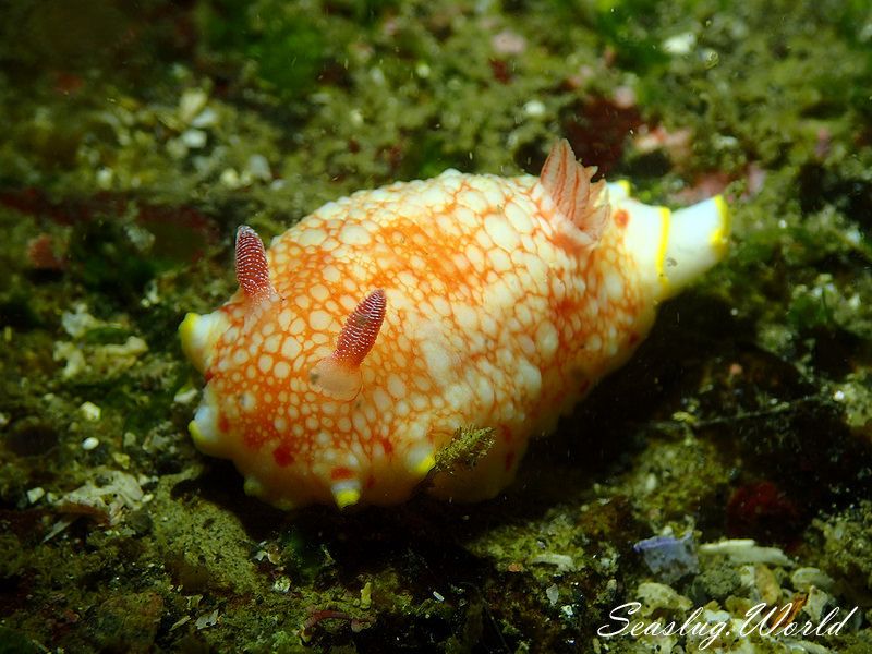 サラサウミウシ Goniobranchus sp.16