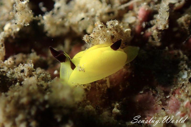 キイロウミコチョウ Siphopteron flavum