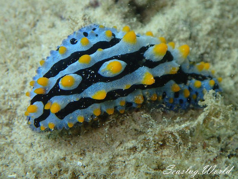 ソライロイボウミウシ Phyllidia coelestis