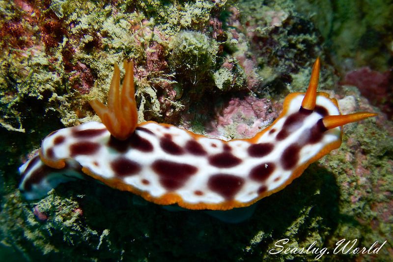 サビウライロウミウシ Hypselodoris purpureomaculosa