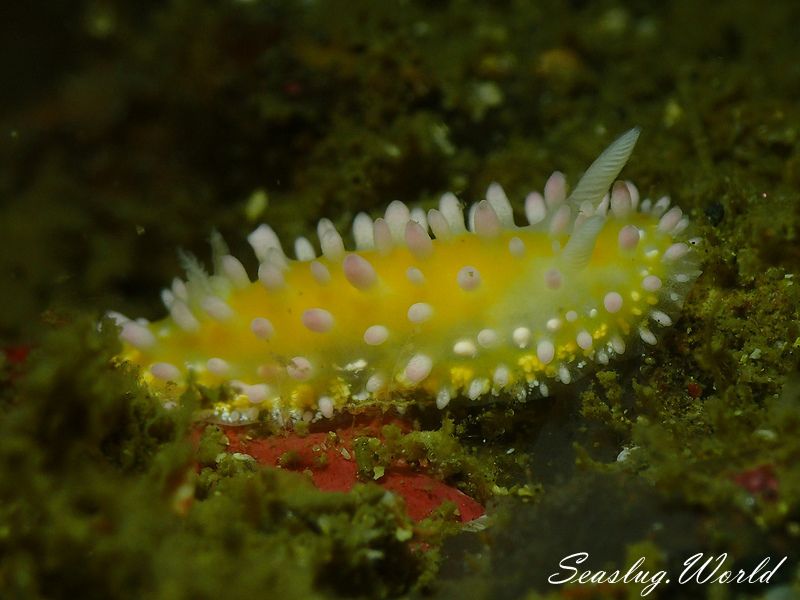 イガグリウミウシ Cadlinella ornatissima